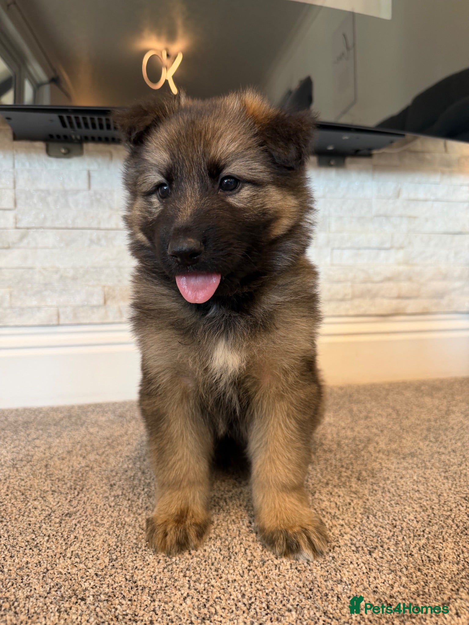 German Shepherd dogs 5Star⭐️Original Straight-Back German Shepherds  - Advert 2