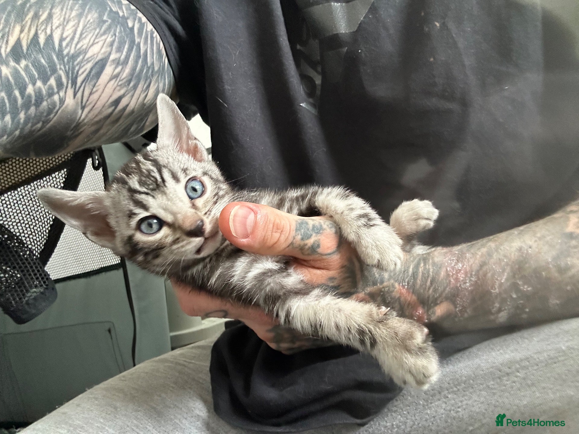 Bengal cats Exceptional bengal babies 🐆💎❤️ - Advert 2