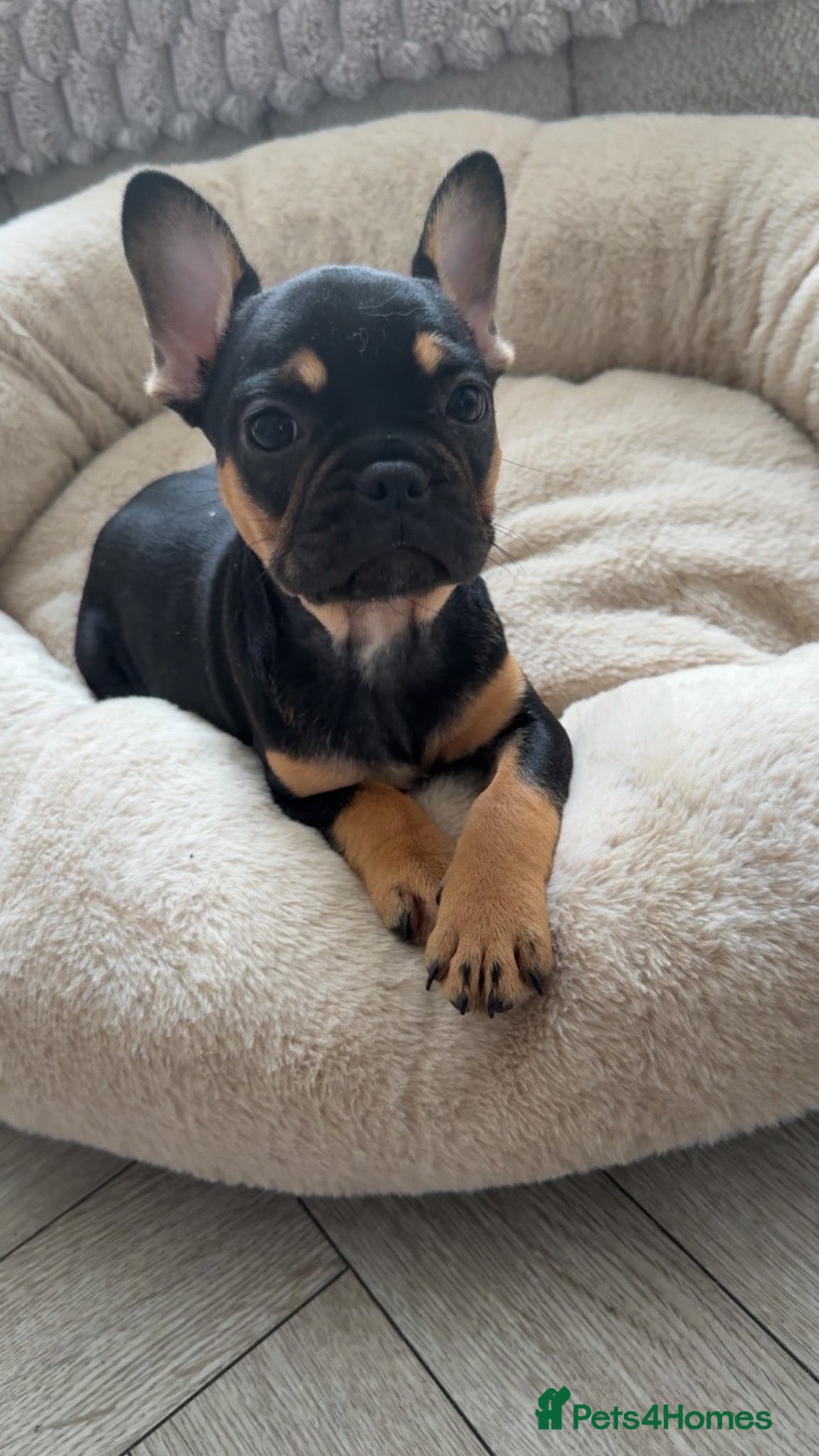 French Bulldog dogs  French Bulldog Puppies – Last Girls Available. - Advert 1