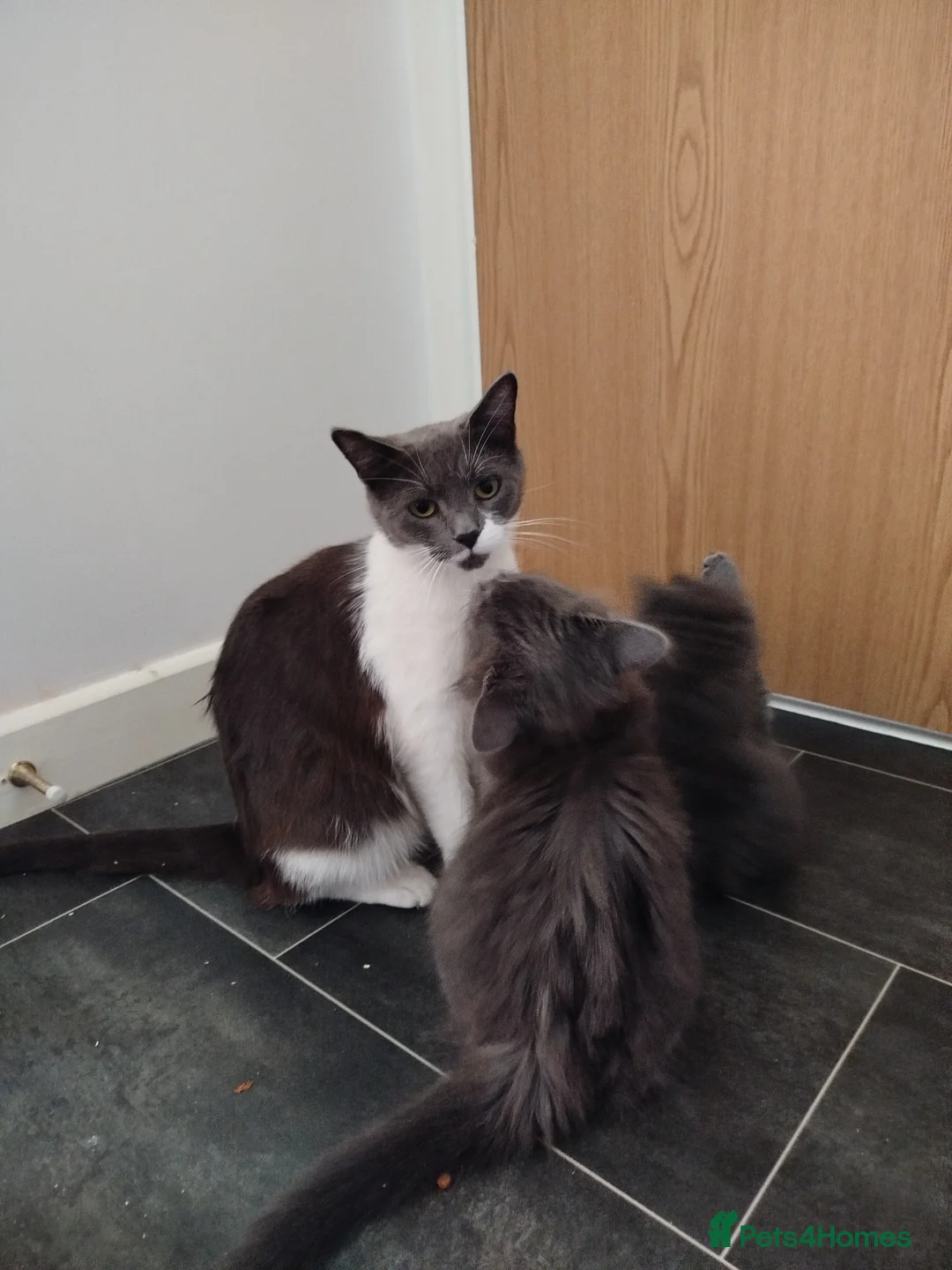 Mixed Breed cats for sale: Cookie  in Chatteris - Advert 2