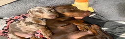 Dachshund dogs for sale: 2 male 8 month old dachshunds. - Advert 3