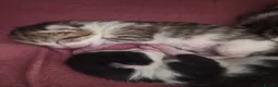 Mixed Breed cats for sale: Kittens to find their forever homes in September  - Advert 10