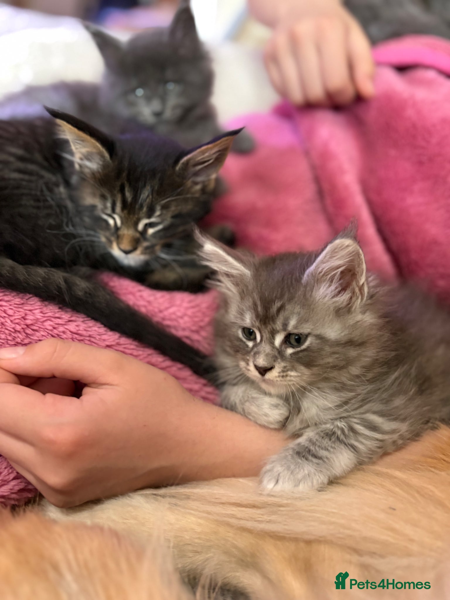 Maine Coon cats Perfect TICA registered Maine Coon kittenss - Advert 3