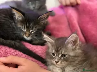 Maine Coon cats Perfect TICA registered Maine Coon kittenss - Advert 1