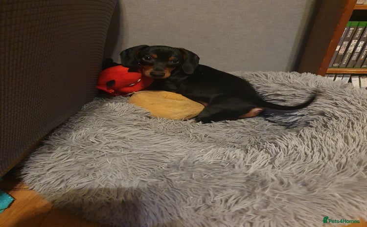 Miniature Dachshund dogs - Advert 9