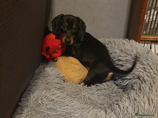 Miniature Dachshund dogs Miniature dachshund puppies - Advert 6