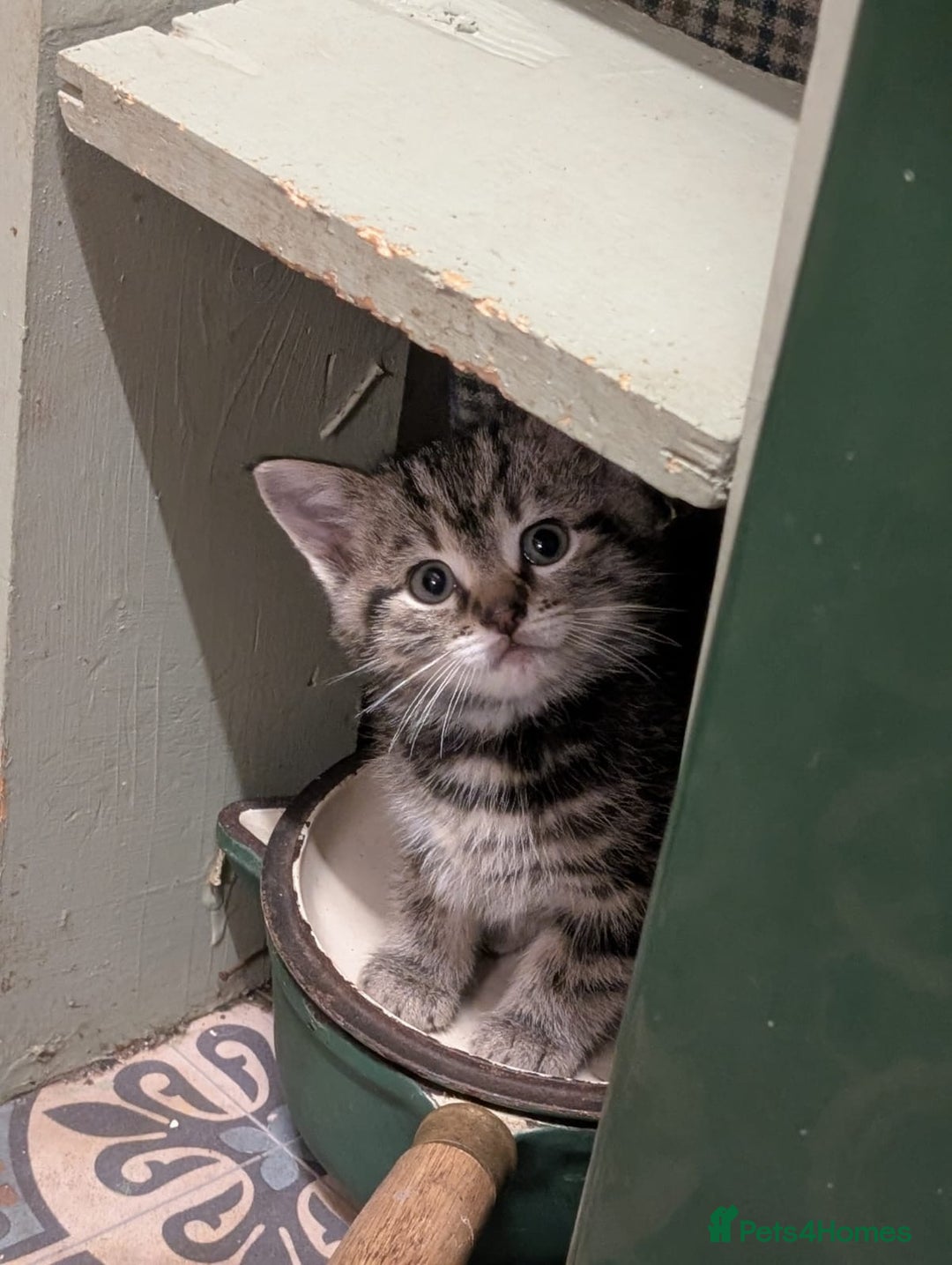 Bengal cats for sale: Half Bengal Kittens - Advert 3