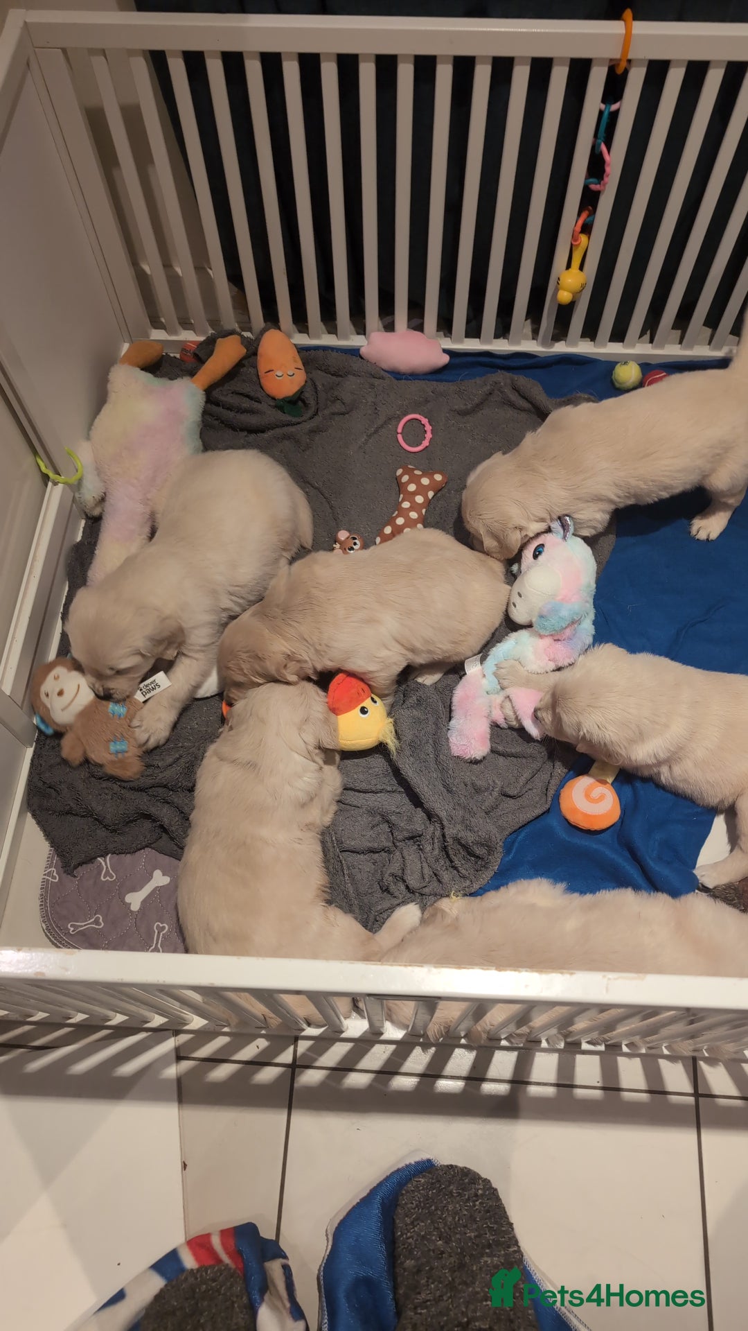 Golden Retriever dogs for sale: Golden Retriever Puppies For Sale - Advert 10