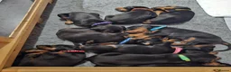 Dobermann dogs for sale: Gorgeous Full Pedigree Doberman puppies for sale  in Hull - Advert 13