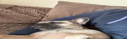 French Bulldog dogs for sale: Beautiful French Bulldog - Advert 2