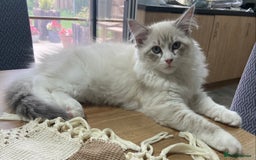 Siberian cats for sale: Siberian Kittens Neva Masquerade White - Image 12