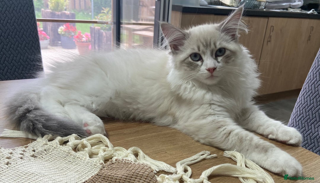 Siberian cats for sale: Siberian Kittens Neva Masquerade White - Image 12
