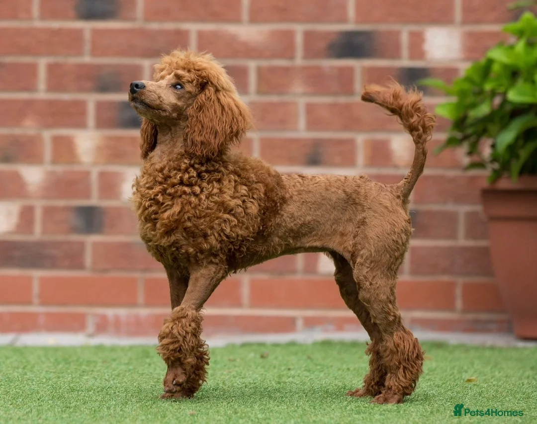 Miniature Poodle dogs for sale: Donna jay Exceptional Deep Red Mini Poodle Girl —  in Stafford - Advert 1