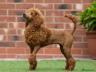 Miniature Poodle dogs Donna jay Exceptional Deep Red Mini Poodle Girl — - Advert 1