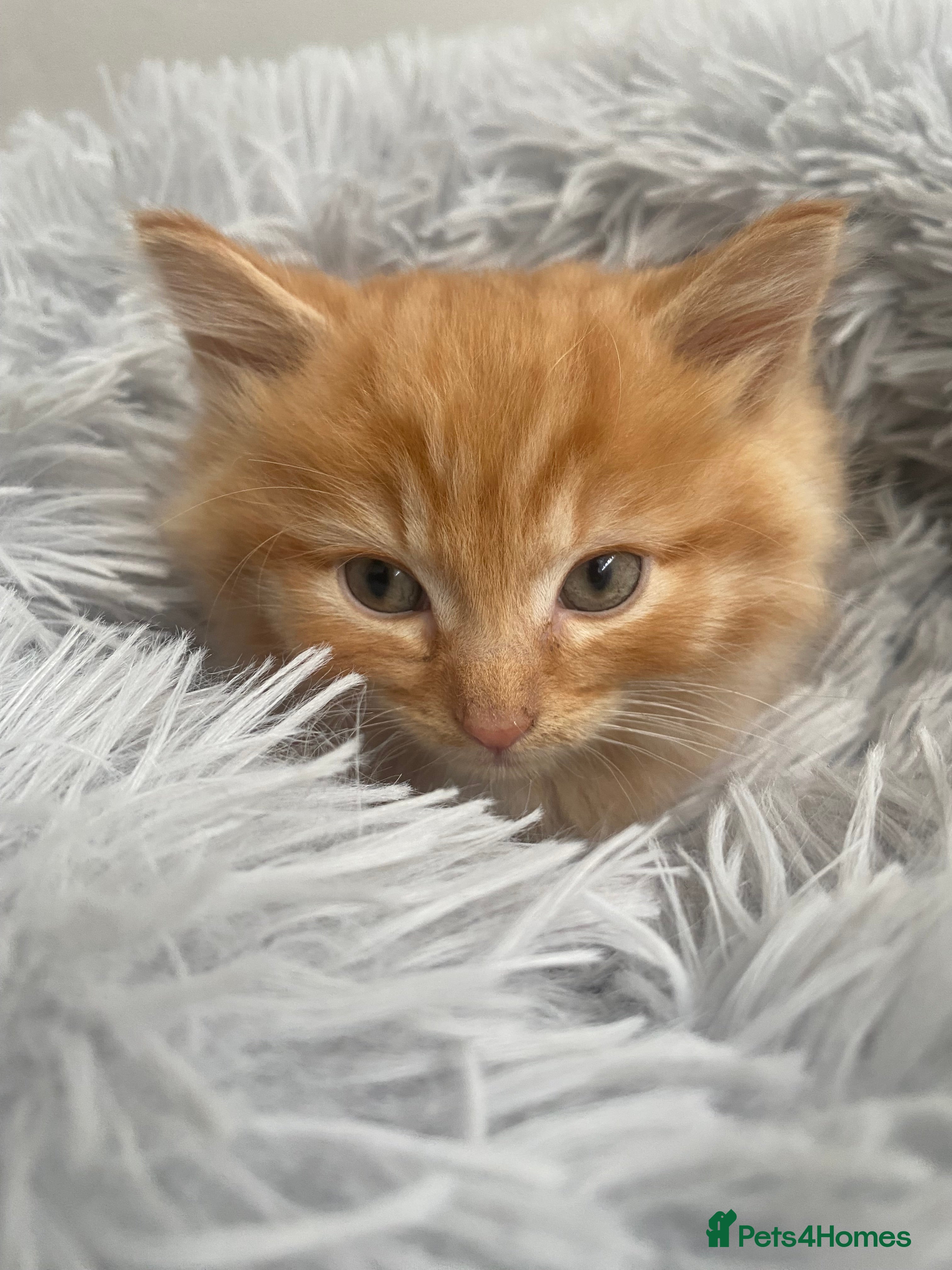 British Longhair cats Cute fluffy ginger kitten awaiting forever home🏡 - Advert 1
