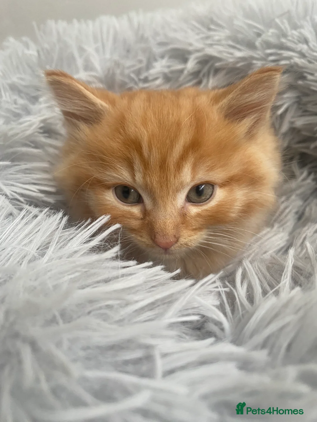 British Longhair cats for sale: Cute fluffy ginger kitten awaiting forever home🏡 - Advert 1