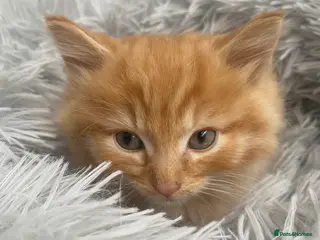 British Longhair cats Cute fluffy ginger kitten awaiting forever home🏡 - Advert 7