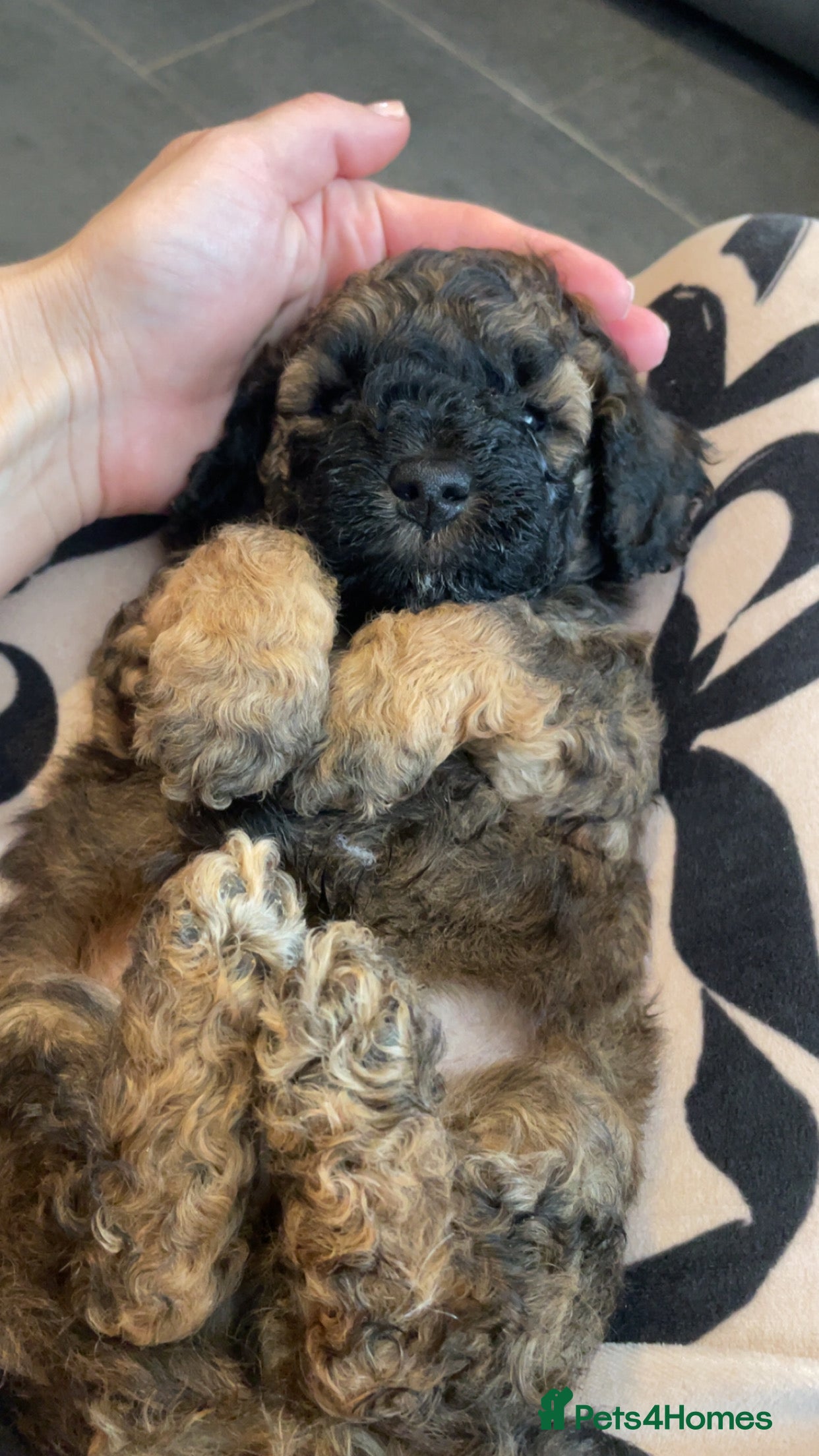 Poochon dogs for sale: Ready to leave NOW poochons🐶❤️ - Advert 27