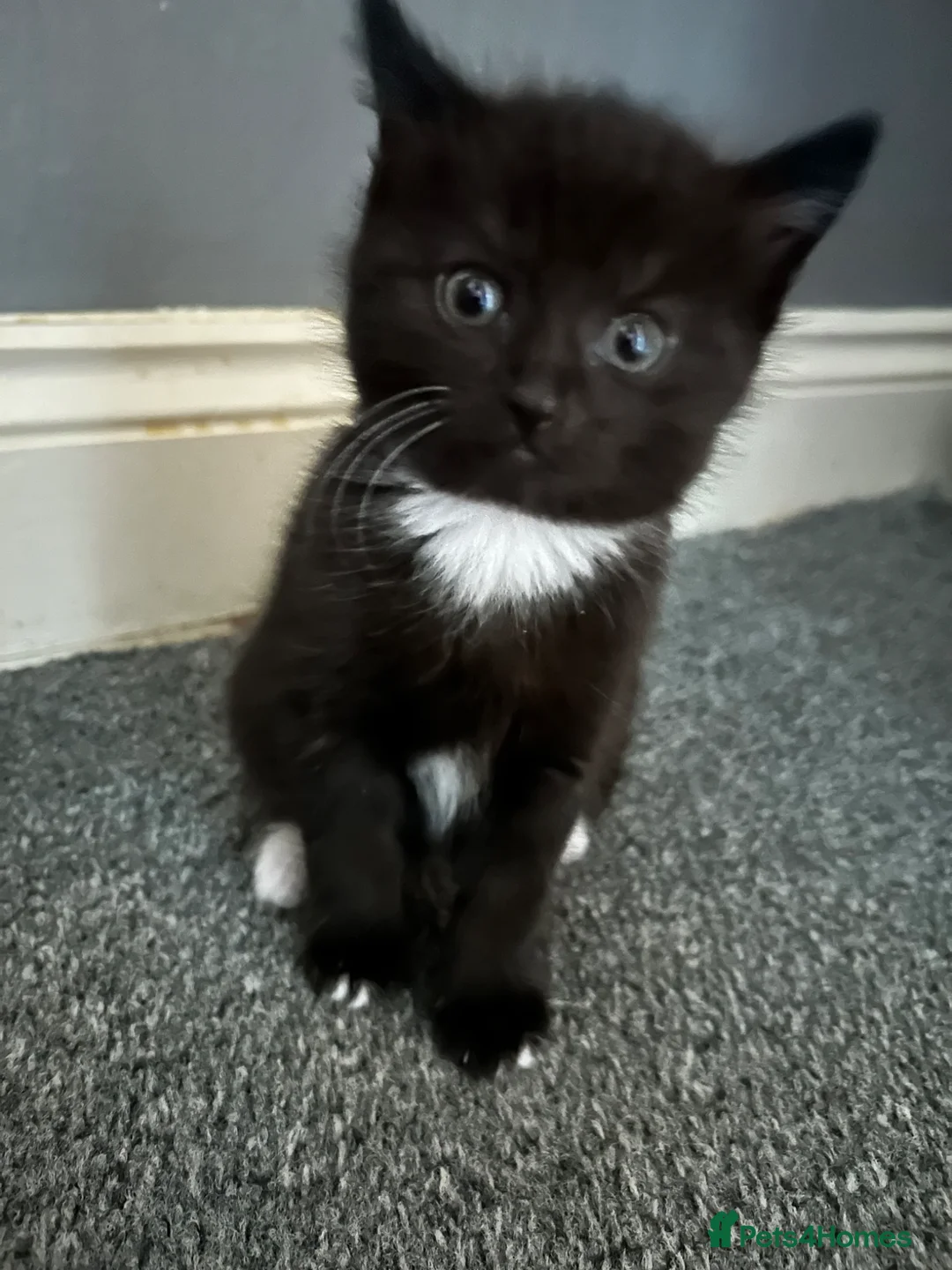 Mixed Breed cats for sale: Kittens in Cranbrook - Advert 5
