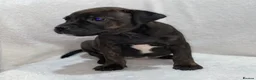 Staffordshire Bull Terrier dogs for sale: King Fury Puppies  in Liverpool - Advert 6