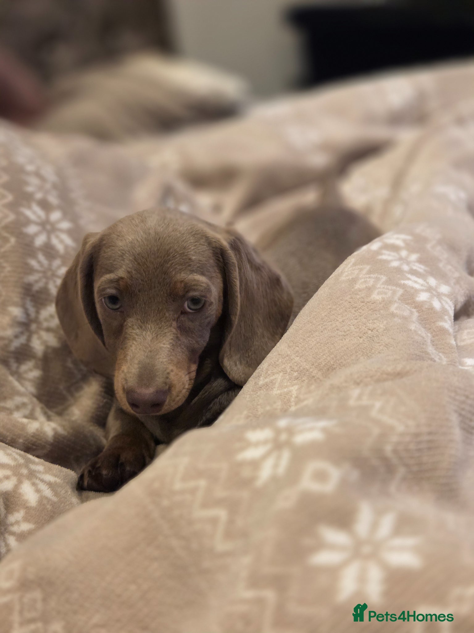 Miniature Dachshund dogs Miniature dachshund - Advert 15
