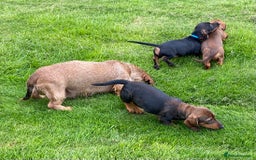 Dachshund dogs for sale: Stunning Dachshunds  - Image 13