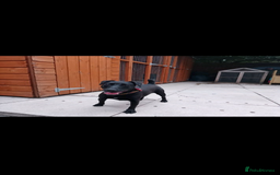 Patterdale Terrier dogs for sale: patterdales & blue lurcher for sale  - Image 1