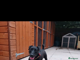 Patterdale Terrier dogs for sale - Advert 1