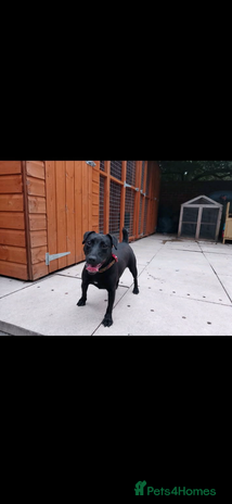 Patterdale Terrier dogs - Advert 1