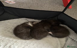 Ragdoll cats for sale: Ragdoll mix  - Image 6