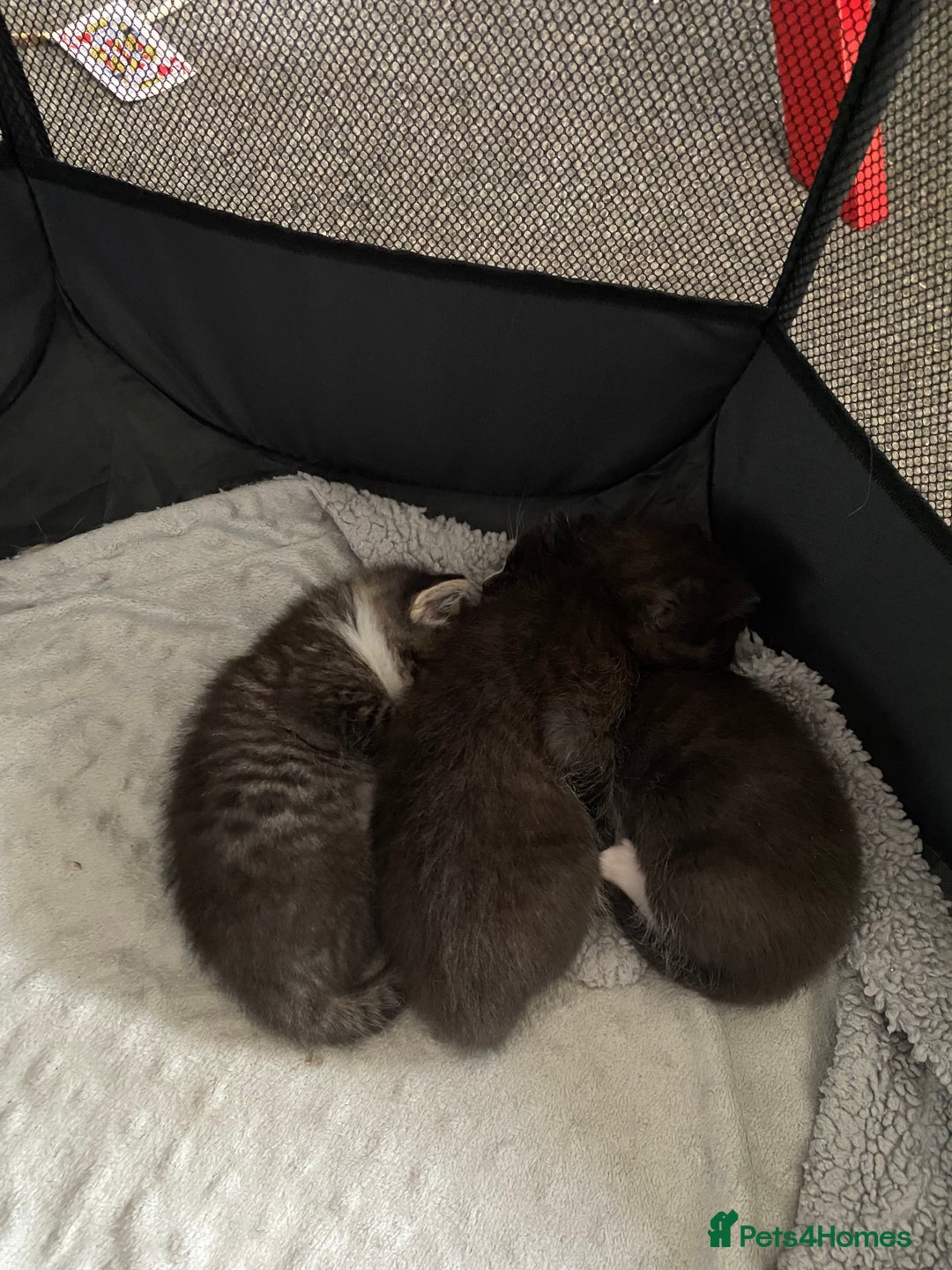 Ragdoll cats for sale: Ragdoll mix  - Image 6