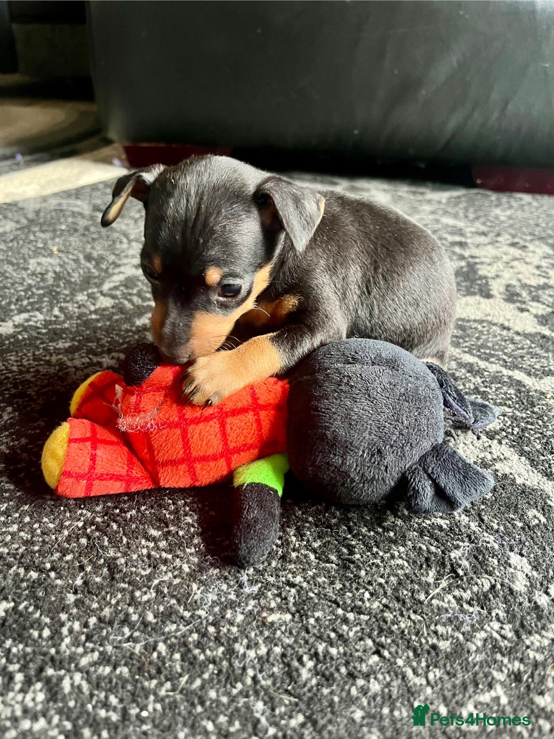 Miniature Pinscher dogs for sale: KC Miniature Pinscher puppies - Image 2