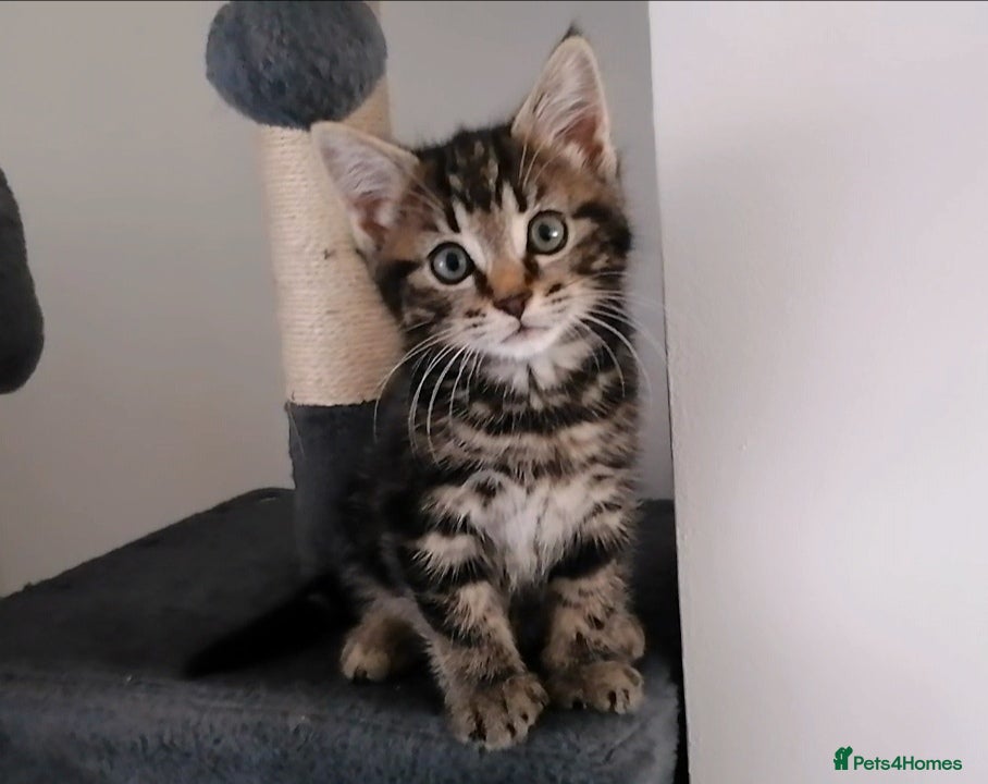 Mixed Breed cats Beautiful Maine Coon Type Kitten - Advert 2