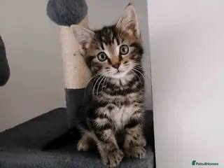 Mixed Breed cats Beautiful Maine Coon Type Kitten - Advert 2