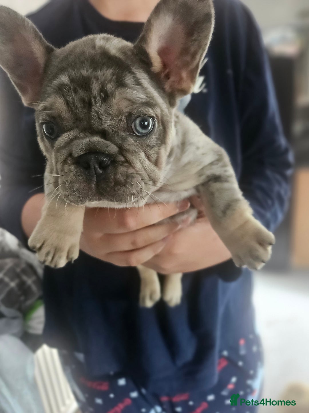 French Bulldog dogs for sale:  Beautiful french bulldog puppies for sale - Image 13