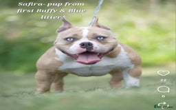 American Bully dogs for sale: 9 week old pocket bully pups, well known bloodline - Image 20