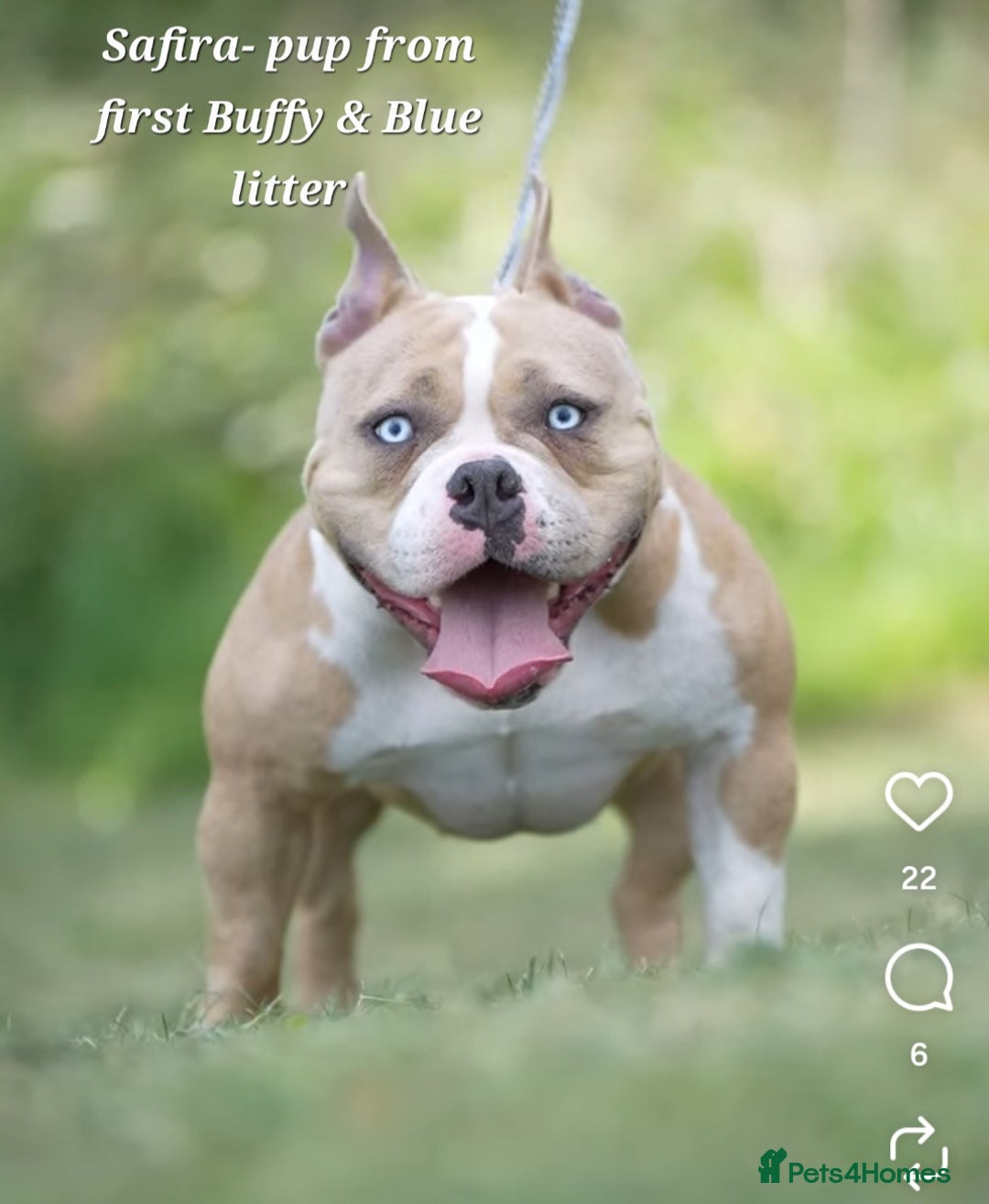 American Bully dogs for sale: 9 week old pocket bully pups, well known bloodline - Image 20