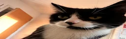 Mixed Breed cats for adoption: Bella is a Playful & Affectionate Kitten - Advert 4