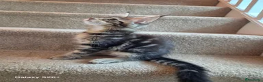 Maine Coon 3