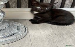 Ojos Azules cats for sale: Male kitten for sale  - Image 1