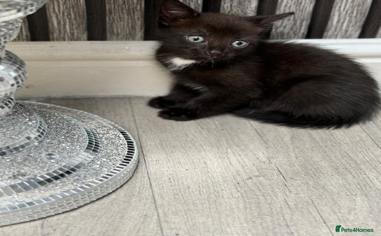 Ojos Azules cats - Advert 1
