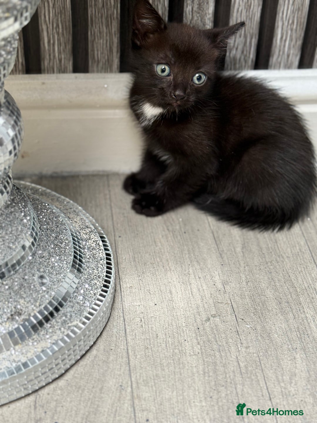 Ojos Azules cats for sale: Male kitten for sale  - Image 1