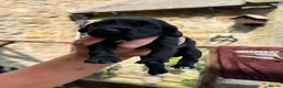 Cocker Spaniel dogs for sale: Adorable mischievous little bundles in Alnwick - Advert 7
