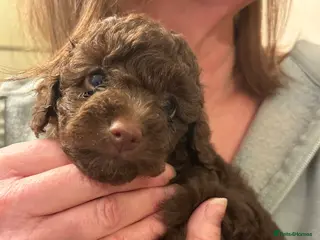 Cavapoo dogs Beautiful litter of 4 F1B toy cavapoo - Advert 3