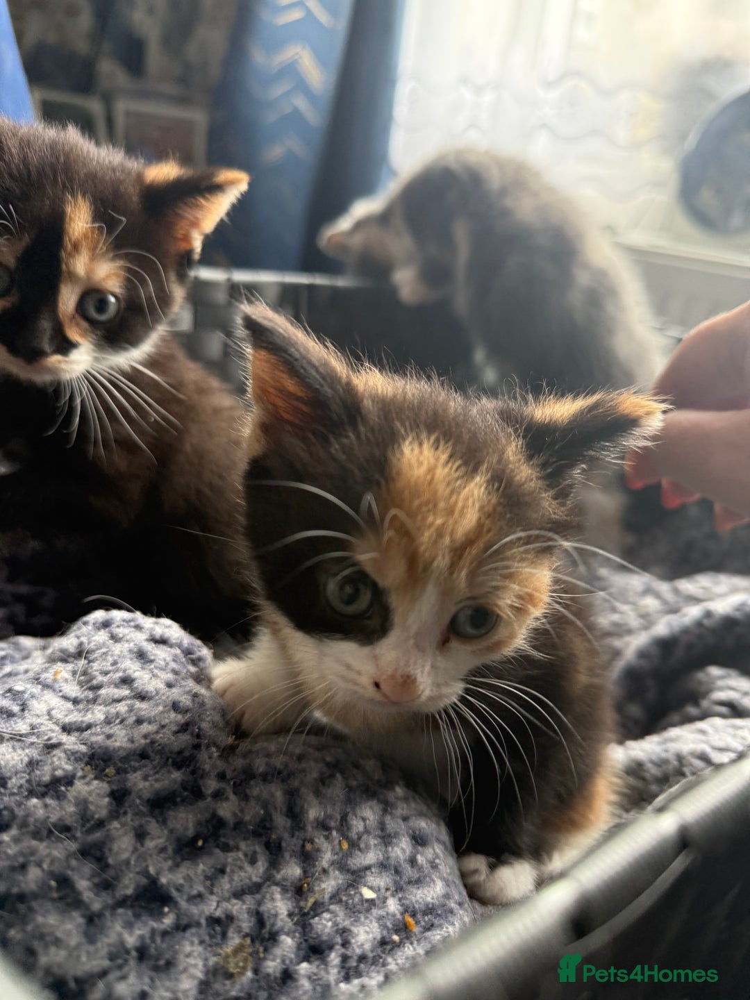 Mixed Breed cats for sale: Kittens  - Image 13