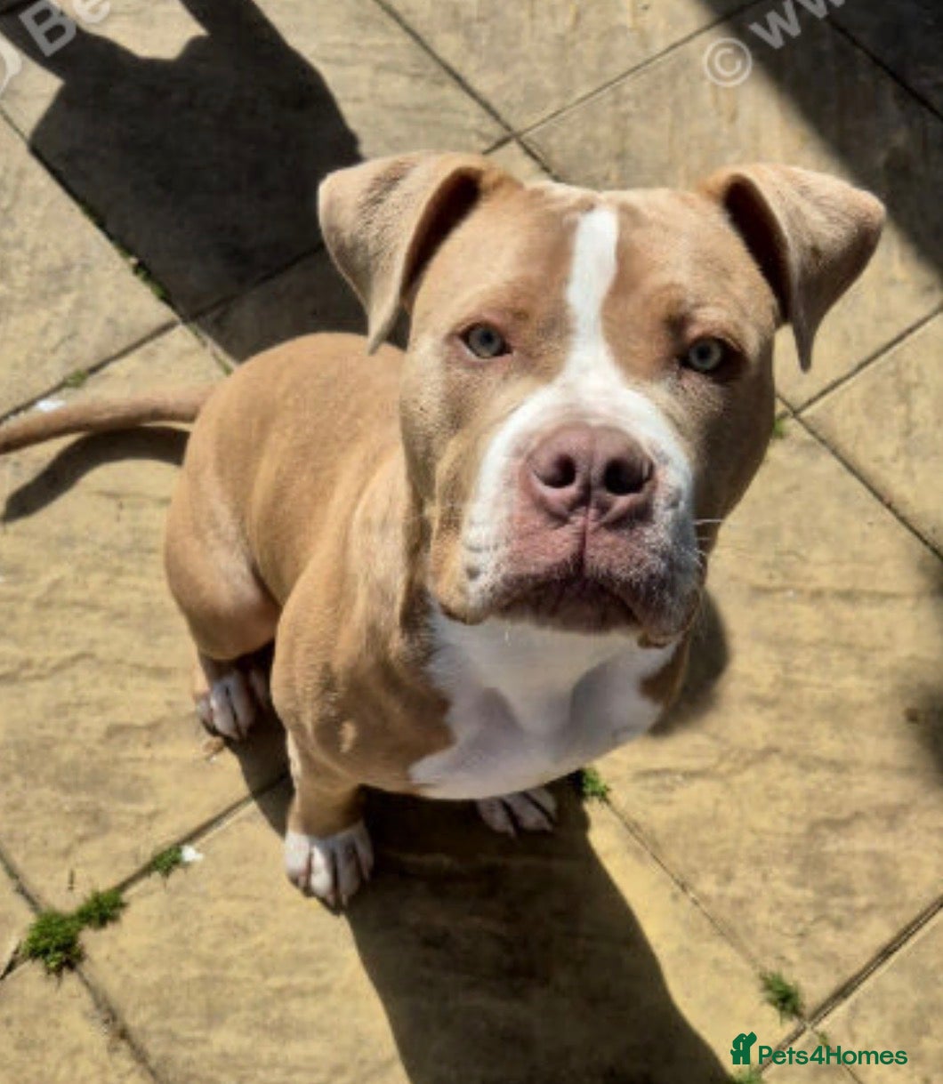 Mixed Breed dogs Staff x Victorian Bulldog  - Advert 7