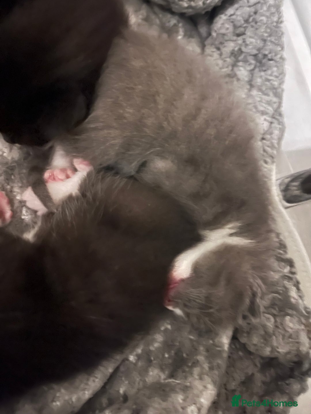Domestic Shorthair cats for sale: Three domestic shorthair for sale  - Image 13