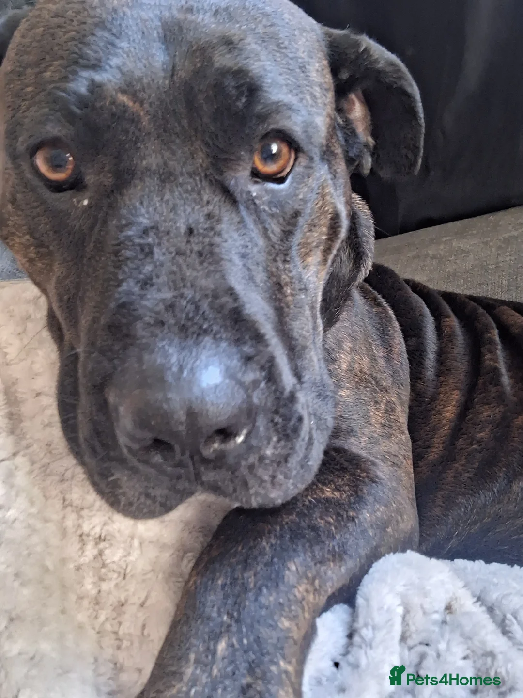 Mixed Breed dogs for sale: Presa canario x puppies - Advert 11