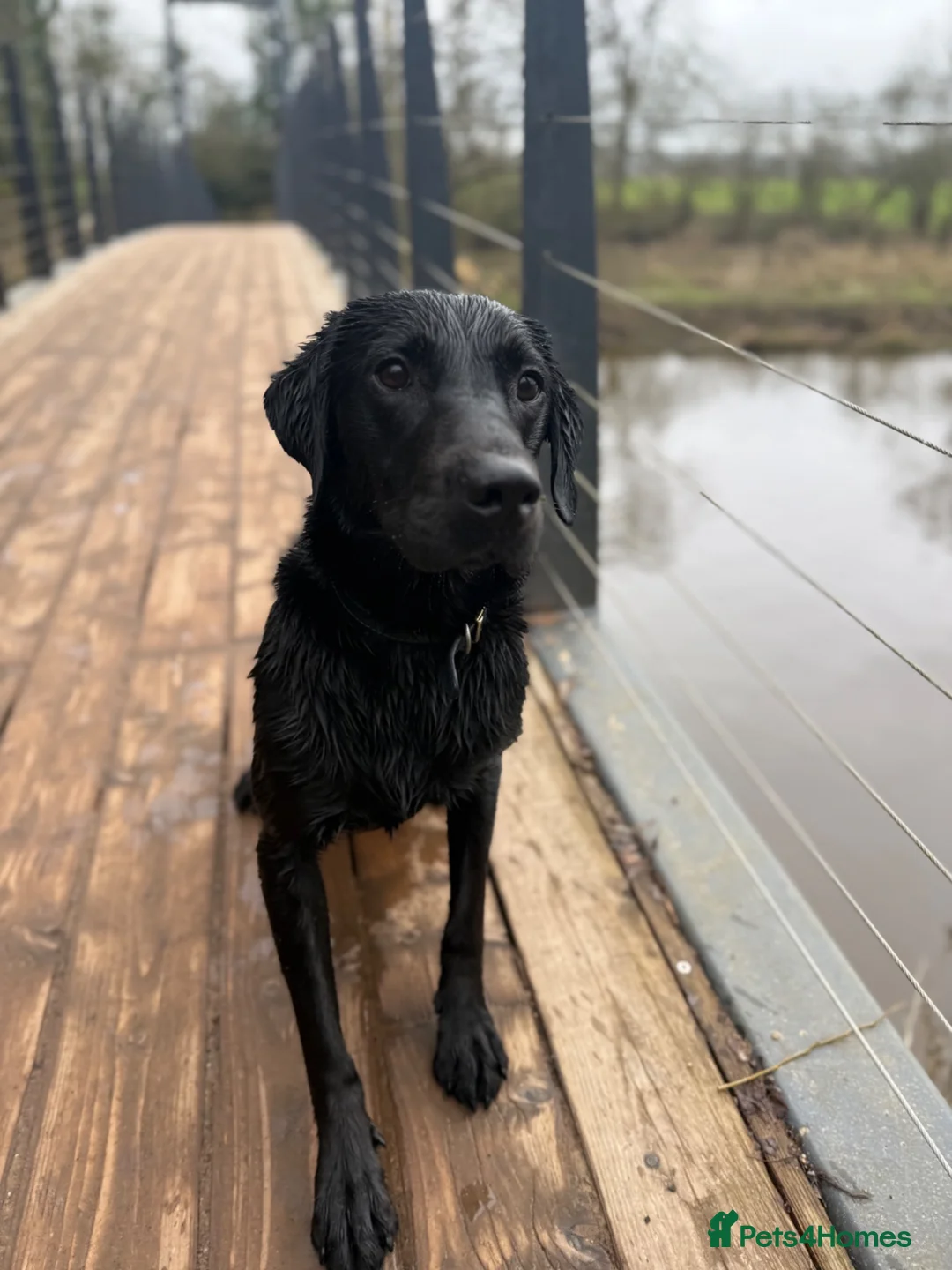 Labrador Retriever dogs for sale: Cub Looking for His Forever Home 🐾 in Shrewsbury - Advert 7
