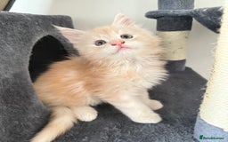 Maine Coon cats for sale: Cream beautiful and fluffy kittens  in Oxford - Image 11